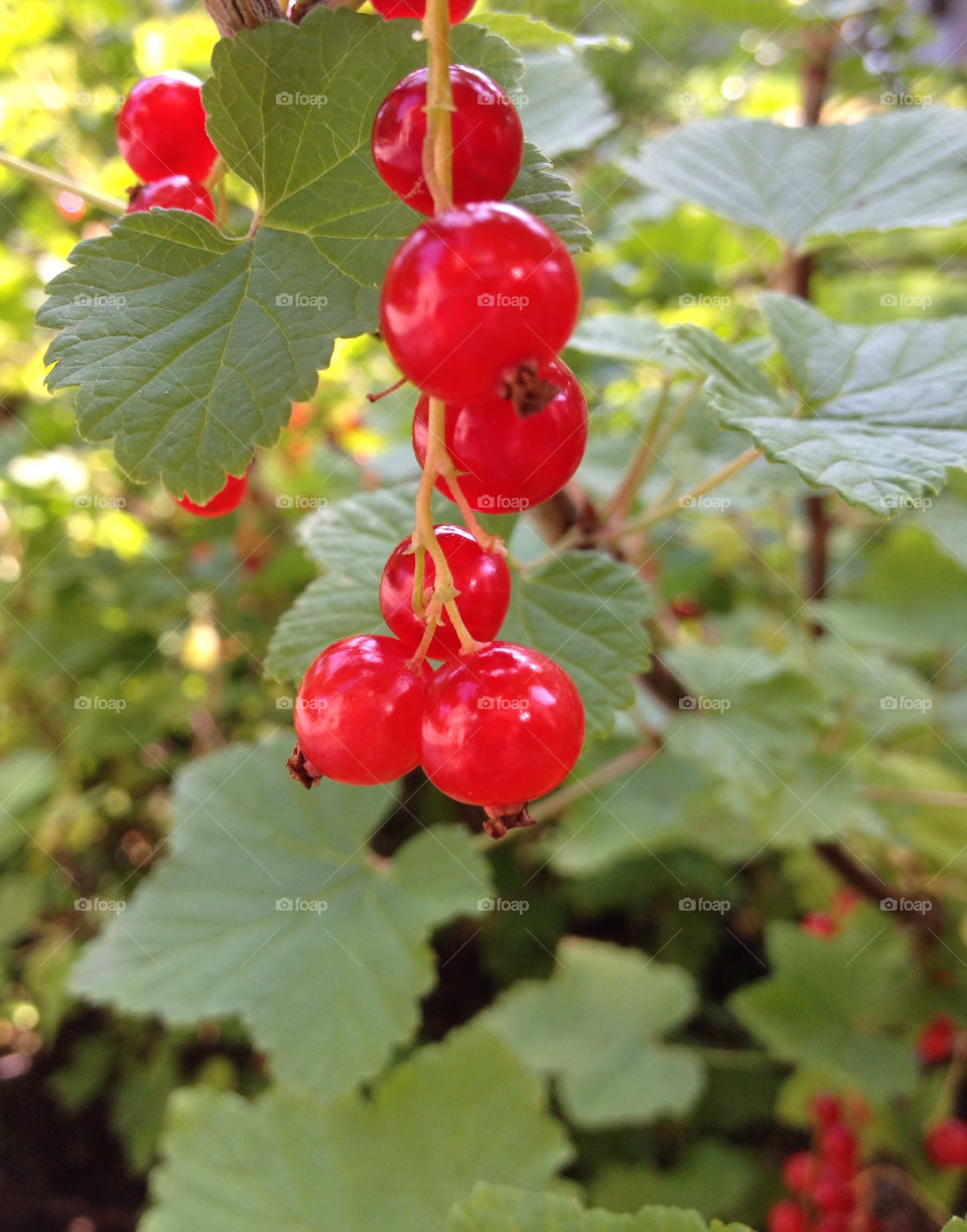 Currant. Red currant