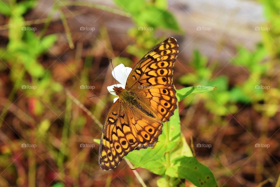 Butterfly on a Flower