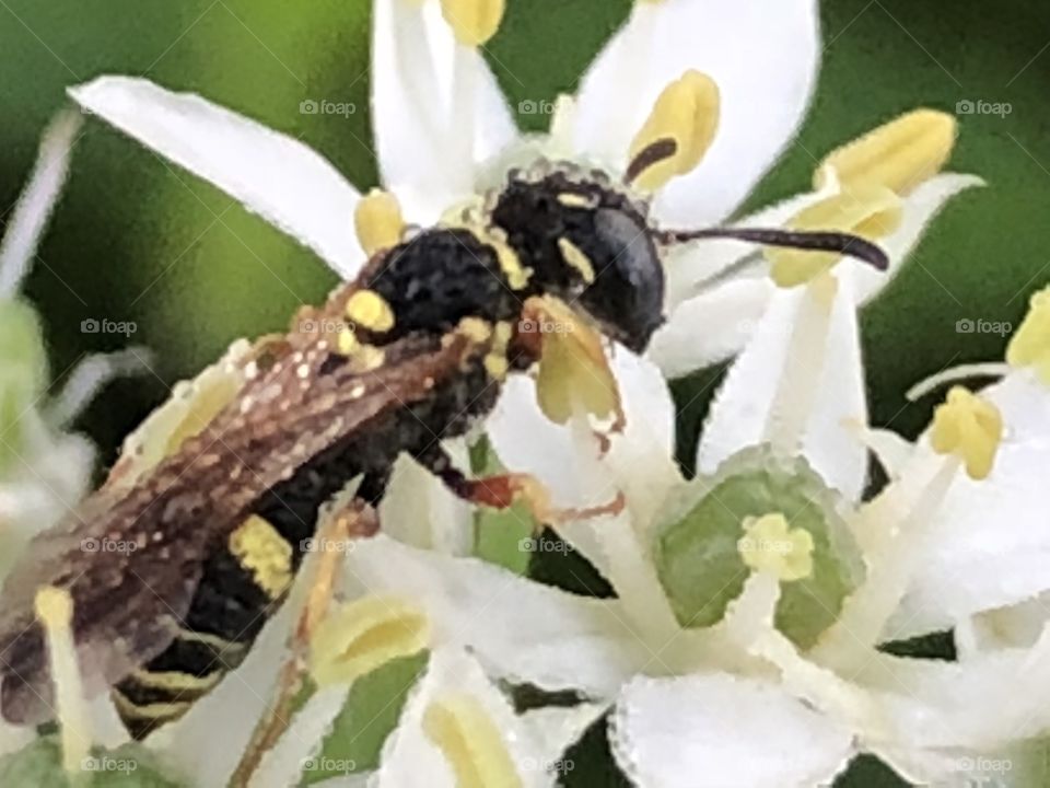 Adorable pollen coated insect. I think it’s a small bee