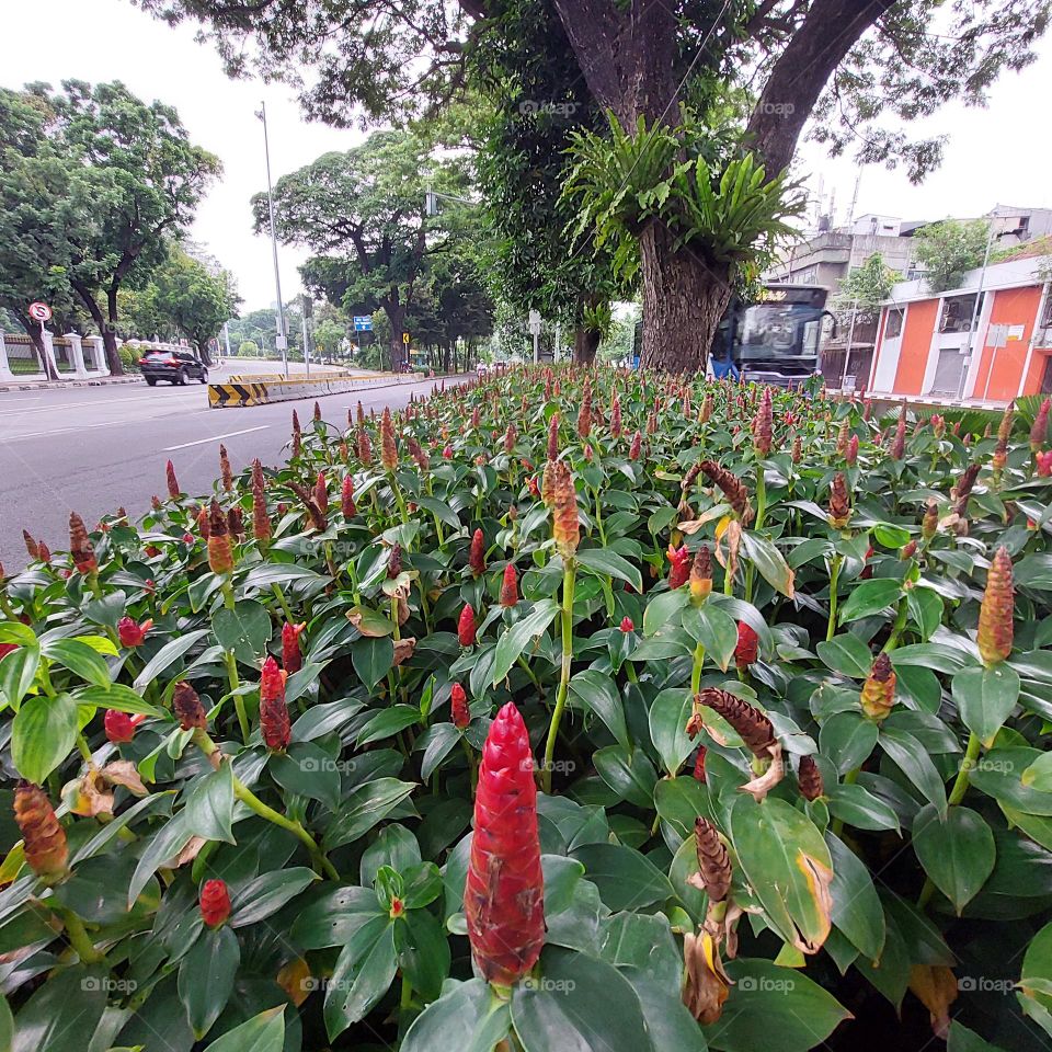 a park between two lanes