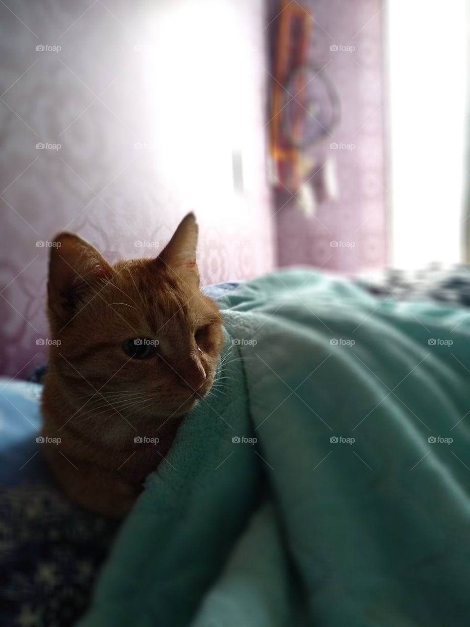 Orange cat lying in bed