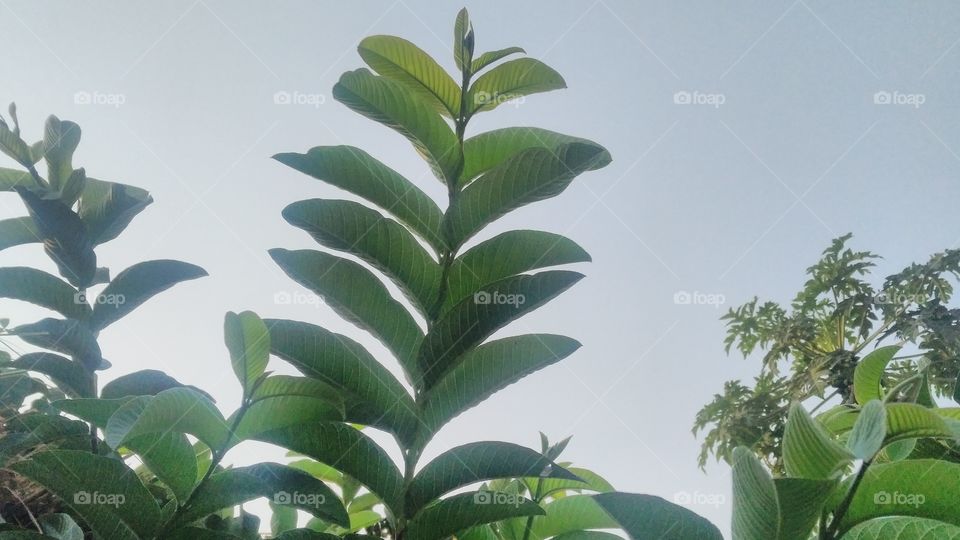 The branch of a guava whose strap looks very beautifull.