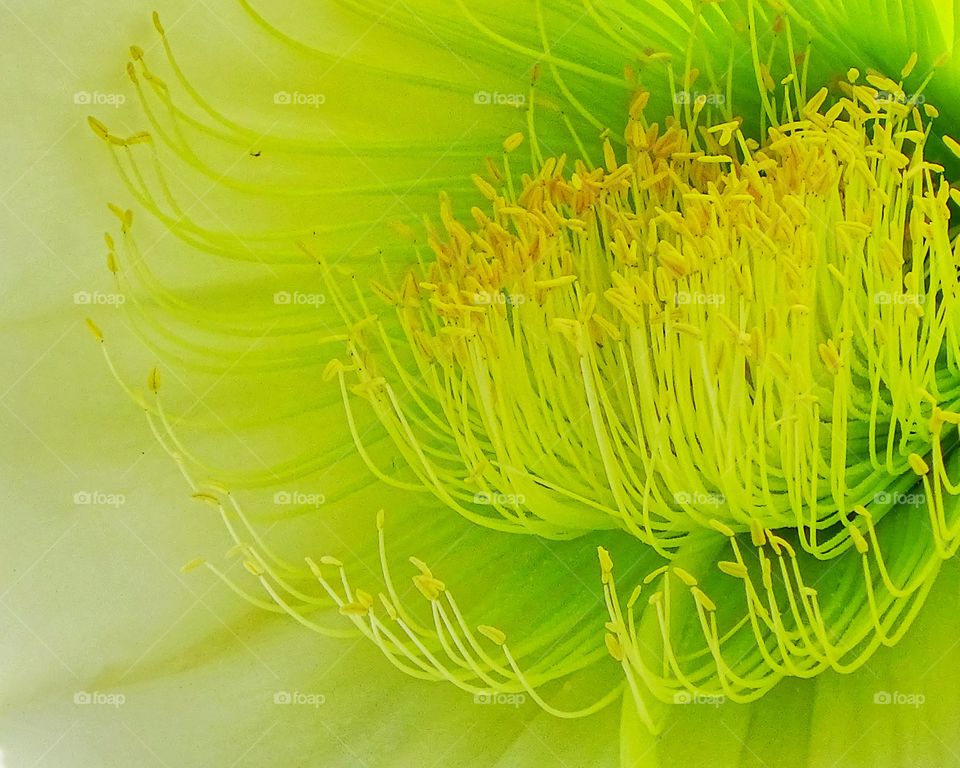 The beauty of the flowers