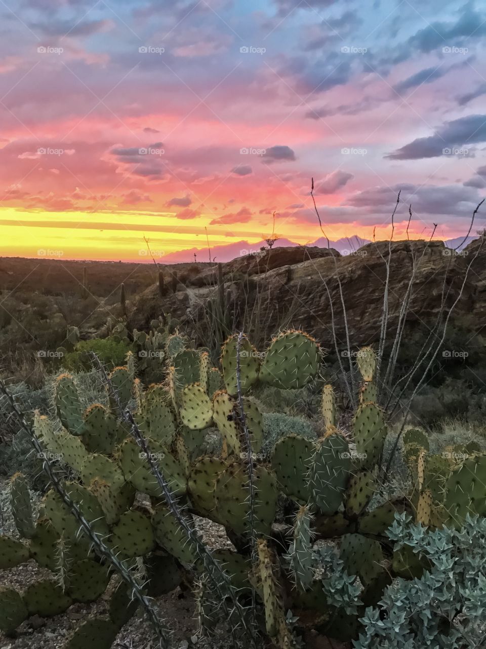 Desert sunset 