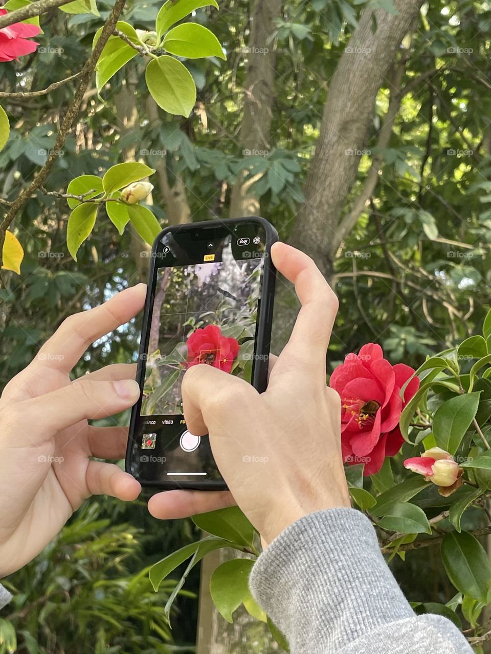 Taking a picture of a flower 