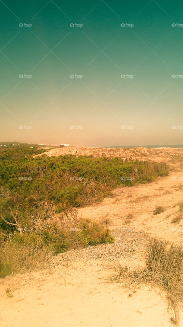 A beach with small pine trees a d dunes, photographed through sunglasses