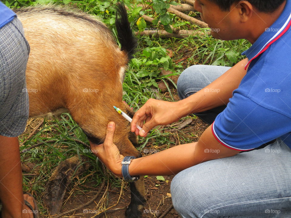 injecting veterinary