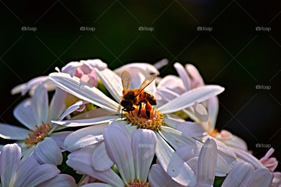 bee on flower..