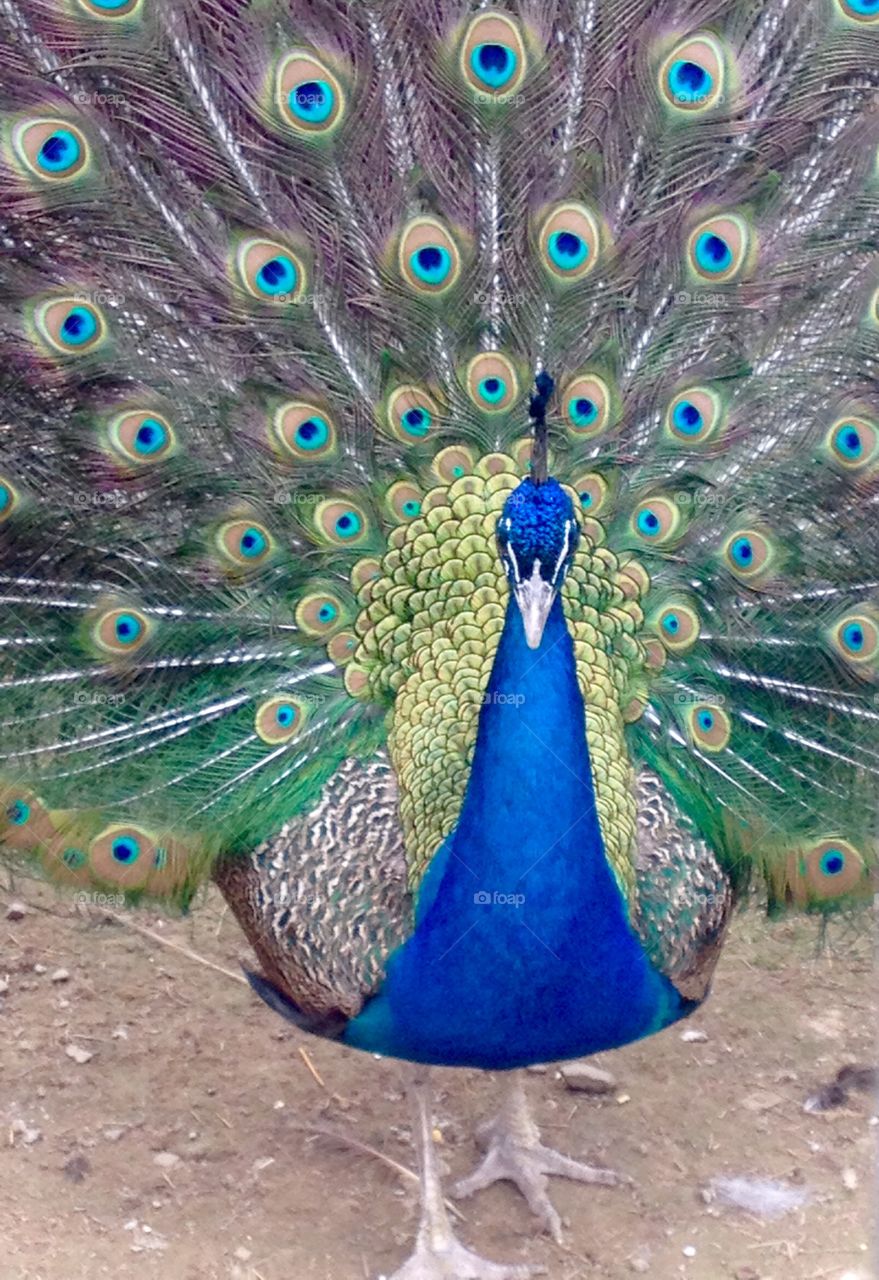 Peacock 