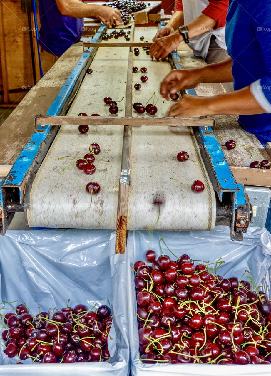 Fruit orchard workers sort cherries for market 