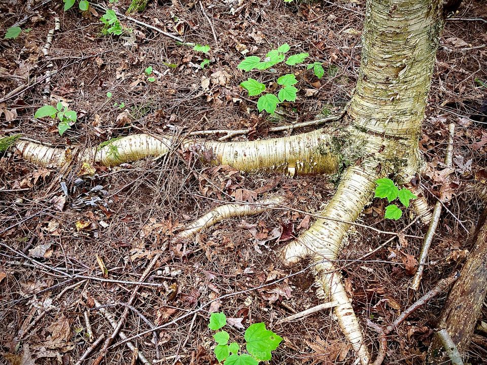 Bronze Birch 