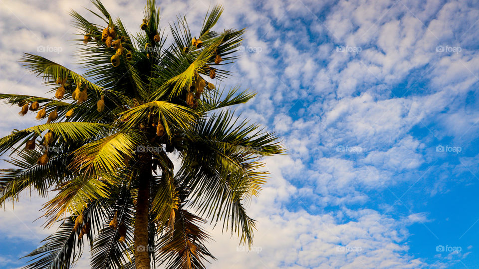 A soulful story of a coconut tree with full of families... Baya weaver is a bird who construct his own nest with technologies.... ART OF COMPOSITION #RULE OF THIRD #NEGATIVE SPACE