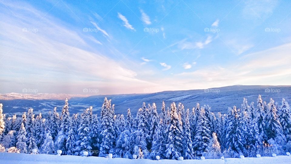 Snow covered trees against sky in winter