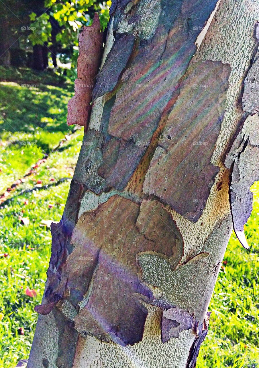 the colorful shedding of nature. Tree shedding