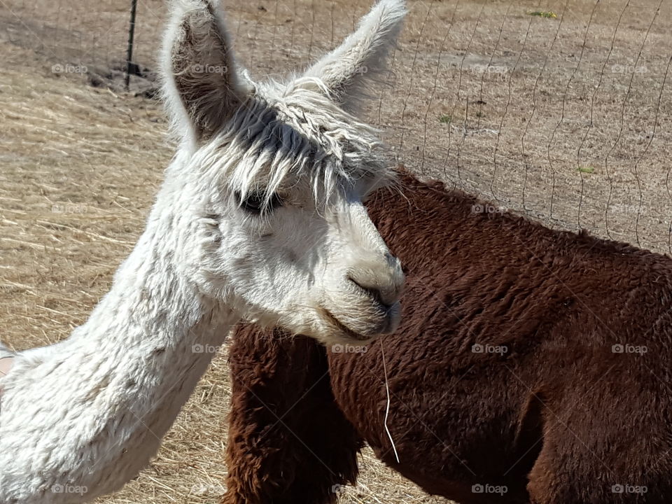 Side view of white alpaca