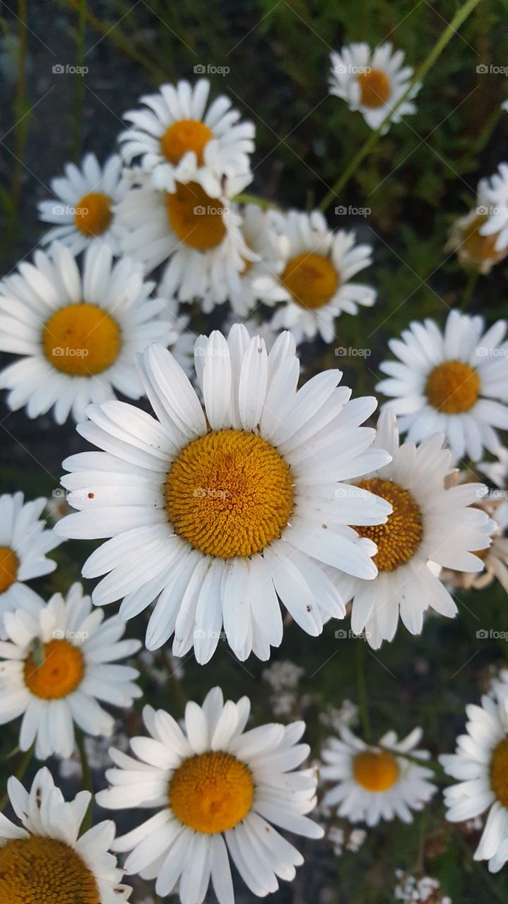 closeup daisy