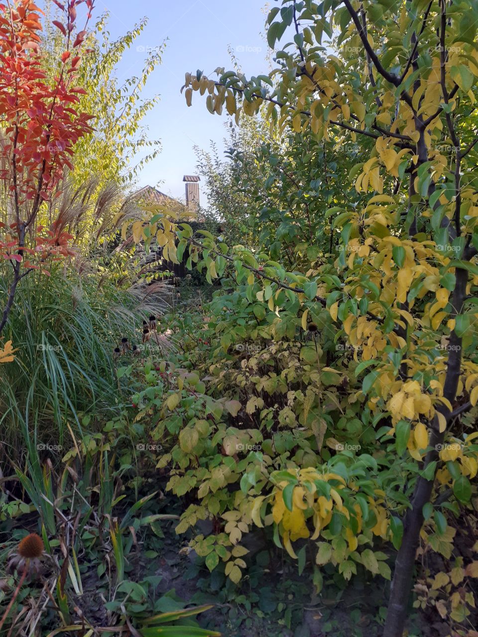 Autumn is coming to my garden