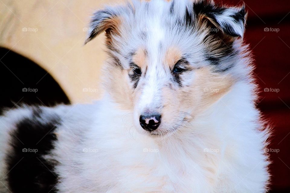 Collie puppy