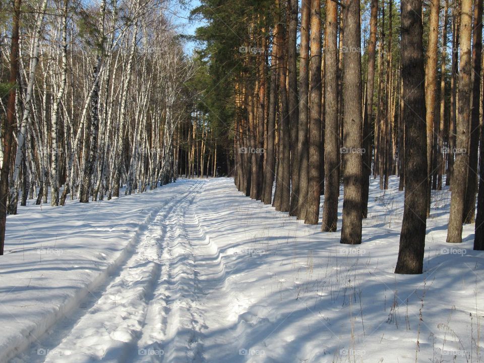 winter forest, skiing, walk, frost, sun, good weather