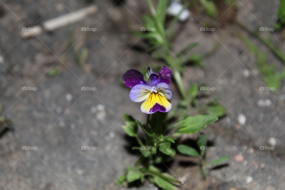цветок в ночной тиши