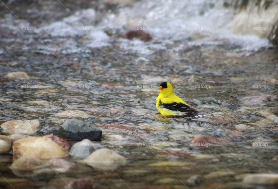 American goldfinch taking a bath