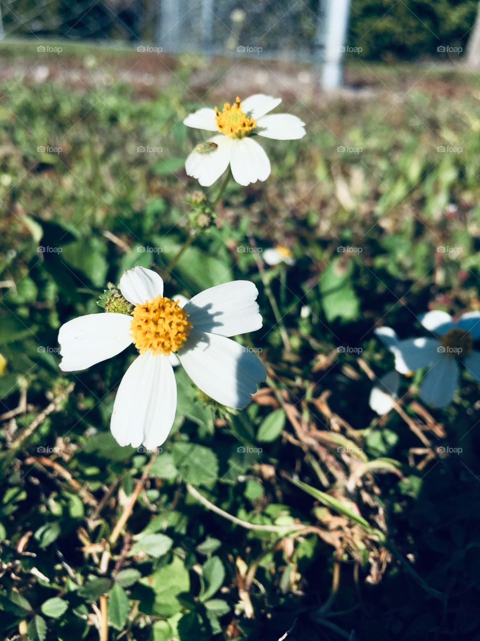 Wild daisies in a field of green grass