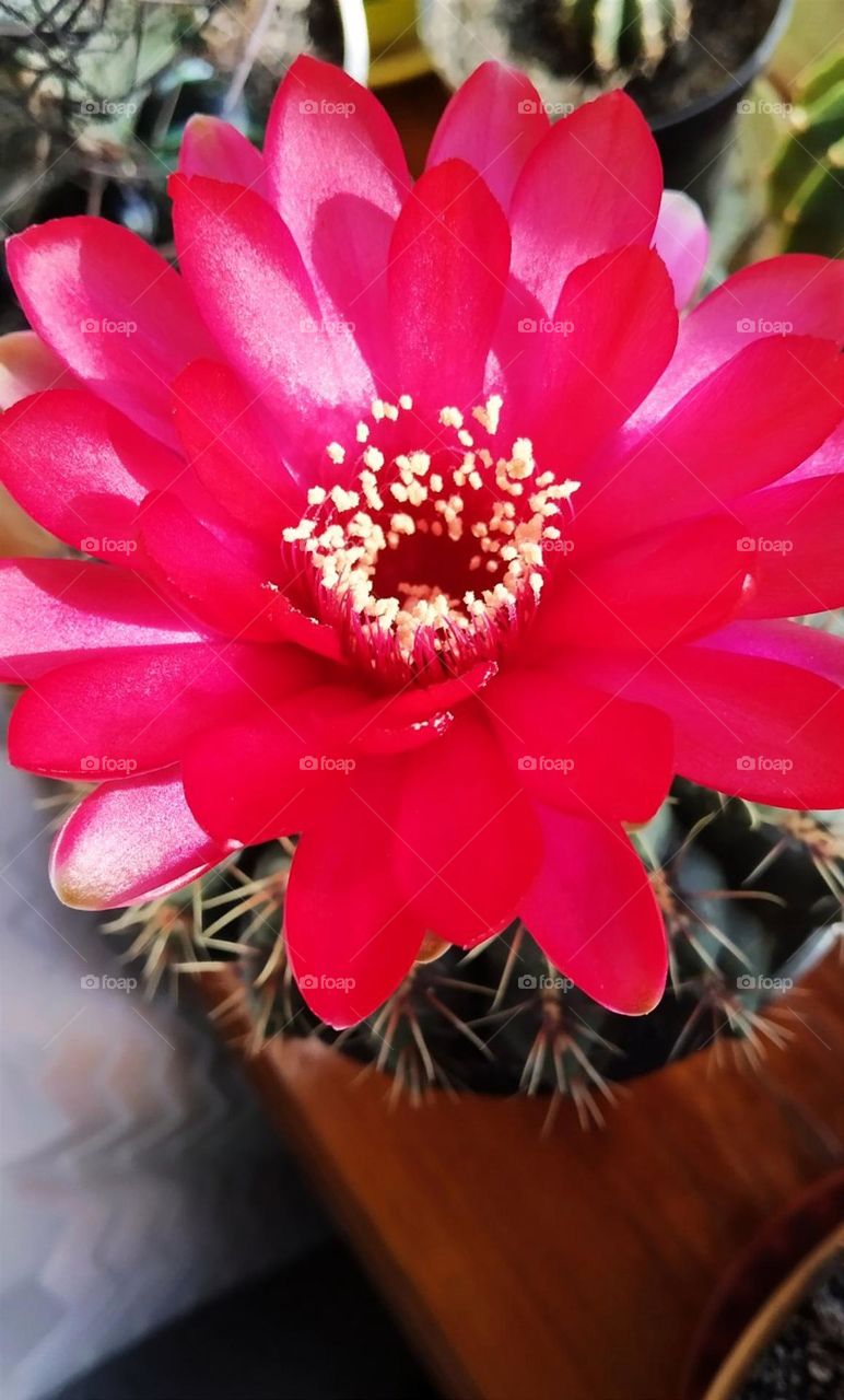 Red cactus flower