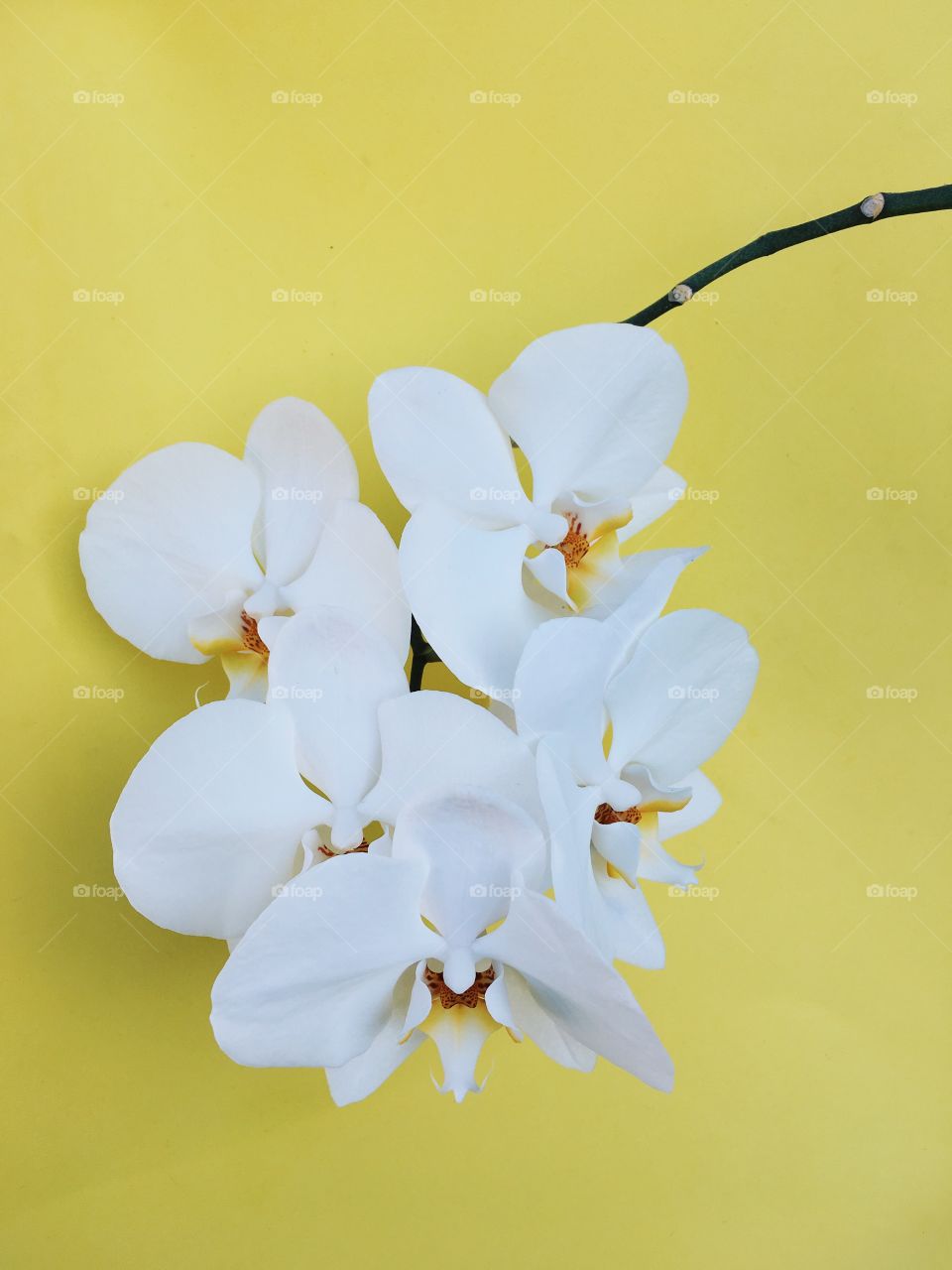 White orchid on a yellow background 