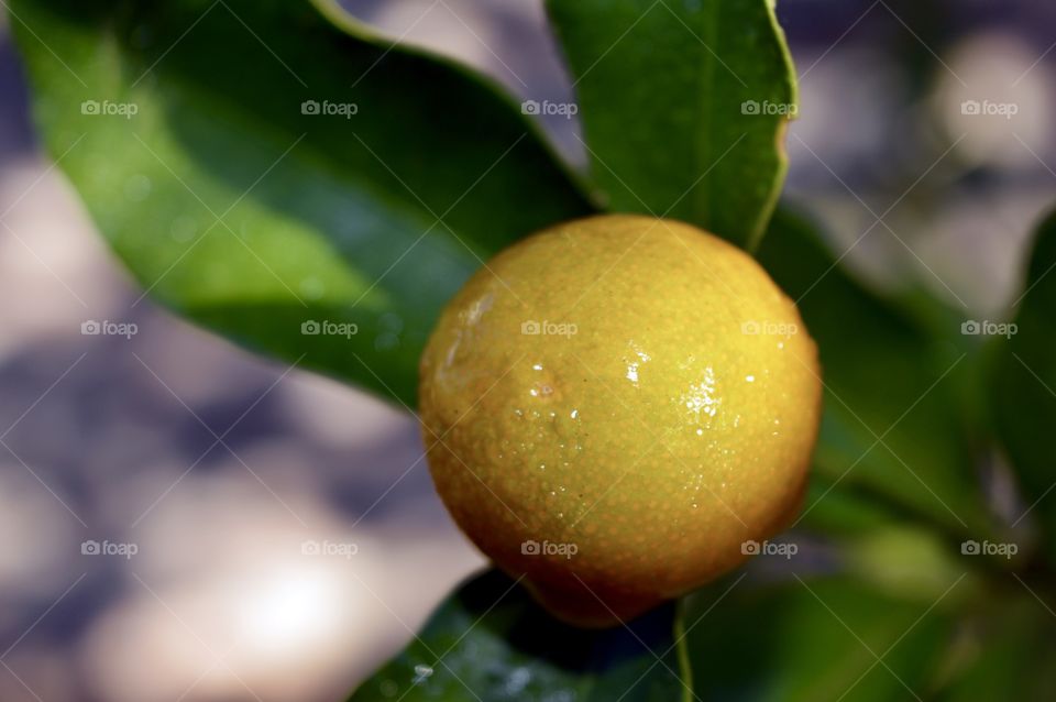 Citrus fruit 