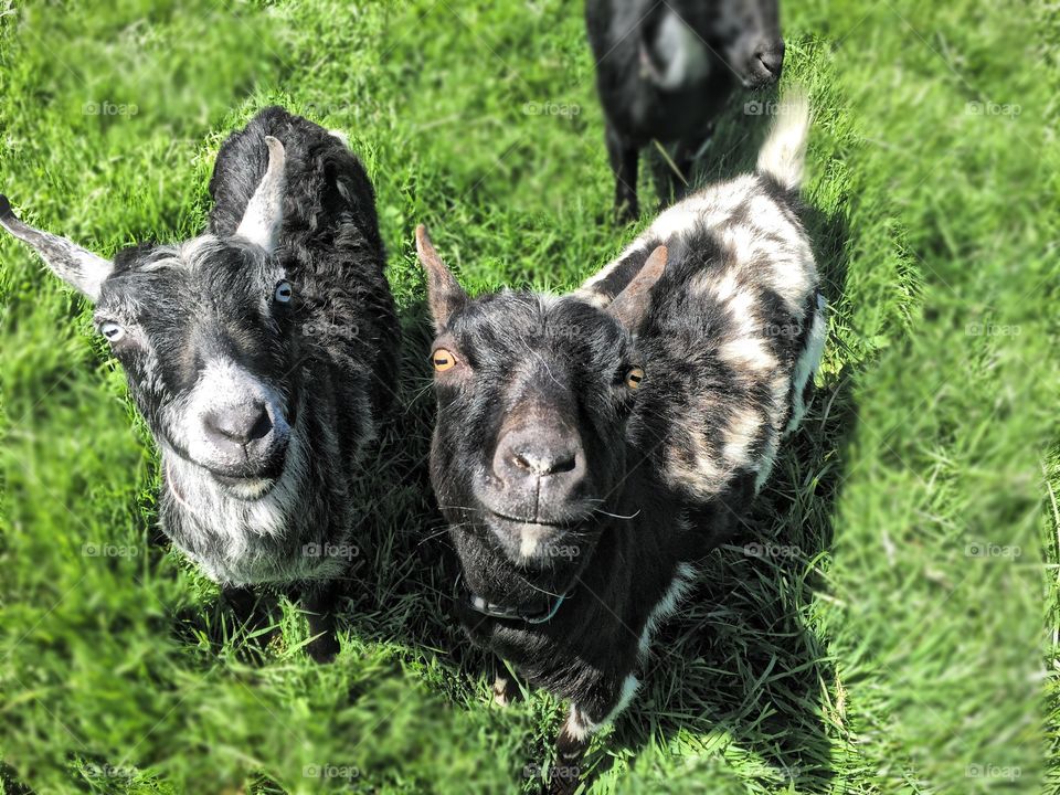 High angle view of goats on grassy field