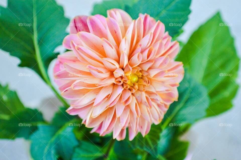 Dahlia
