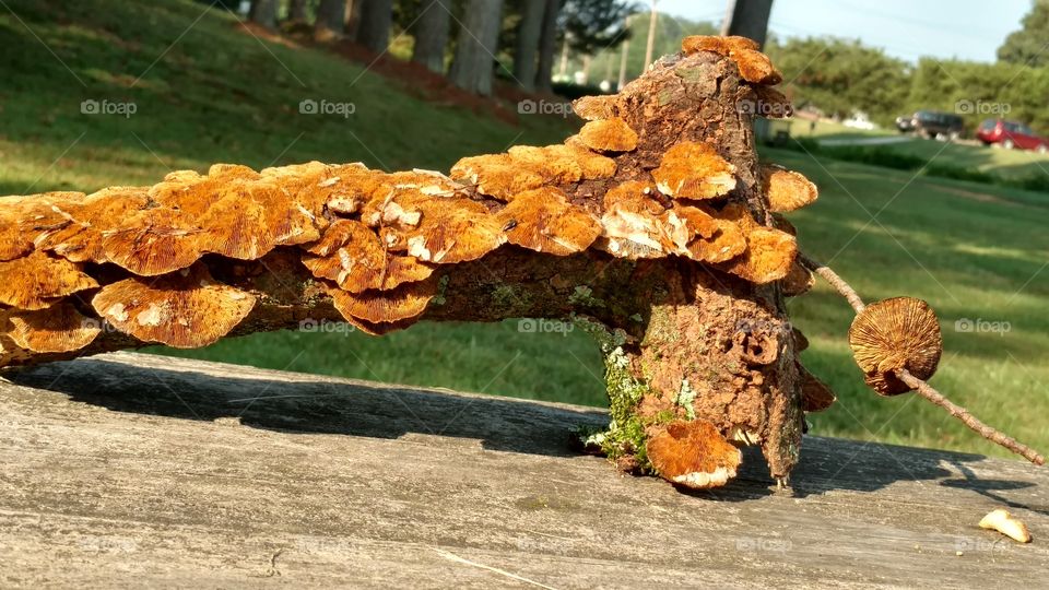 No Person, Food, Nature, Tree, Wood