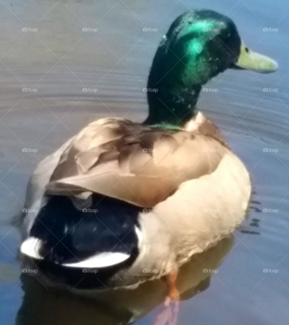 Duck