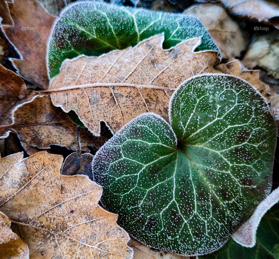 Winter close-up nature