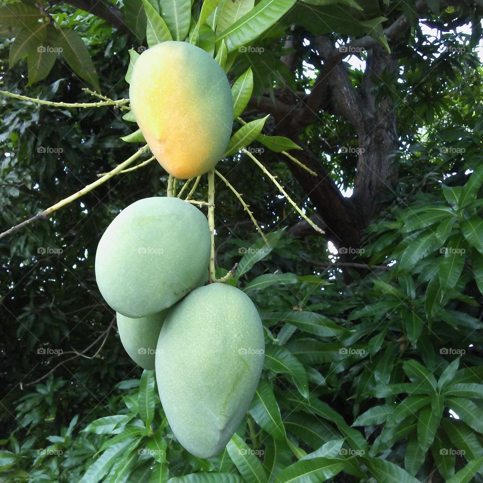 Mangos in my Garden!