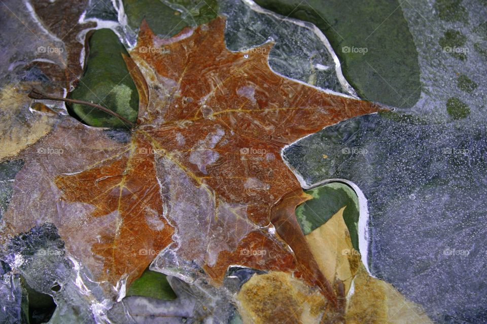 Frozen leaves in river 