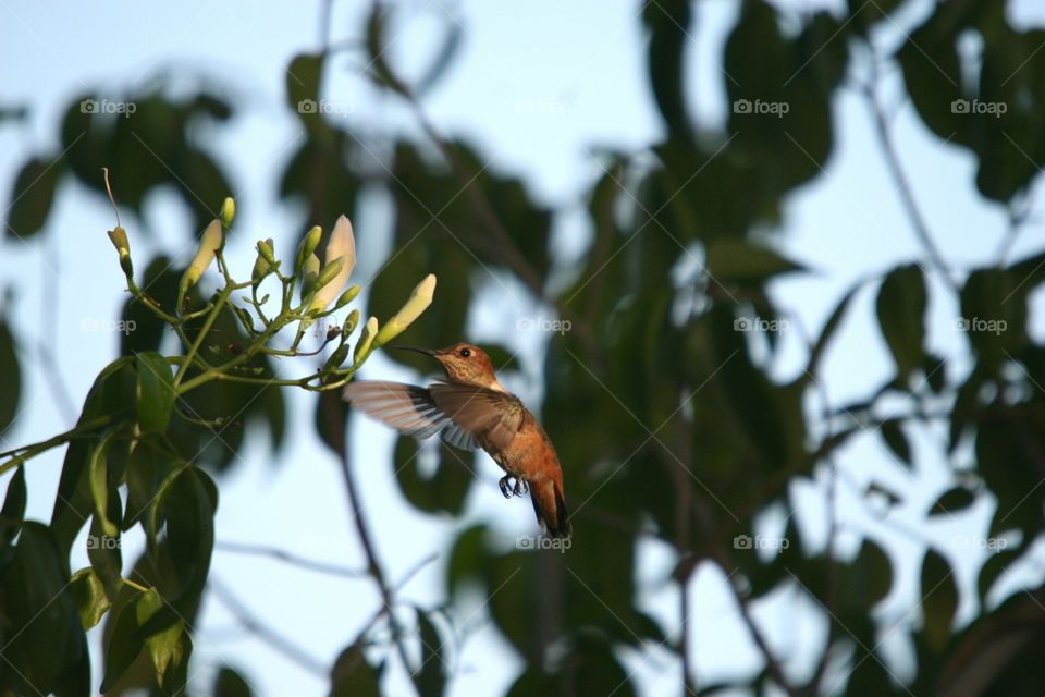 High angle view hummingbird