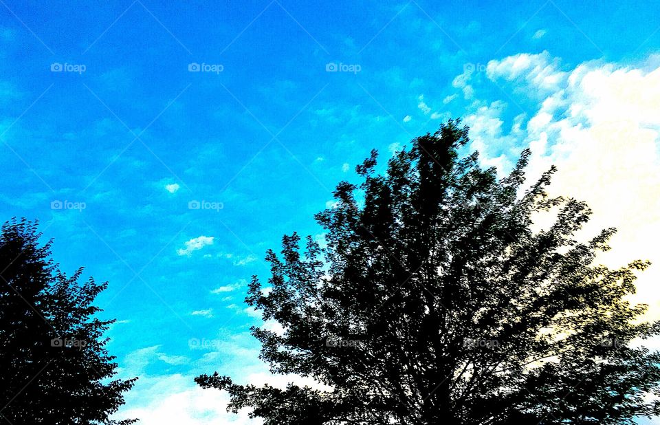 Sunshine brightens sky as it sets, behind solitary evergreen and crabapple tree silhouette in the brightness, as clouds float by