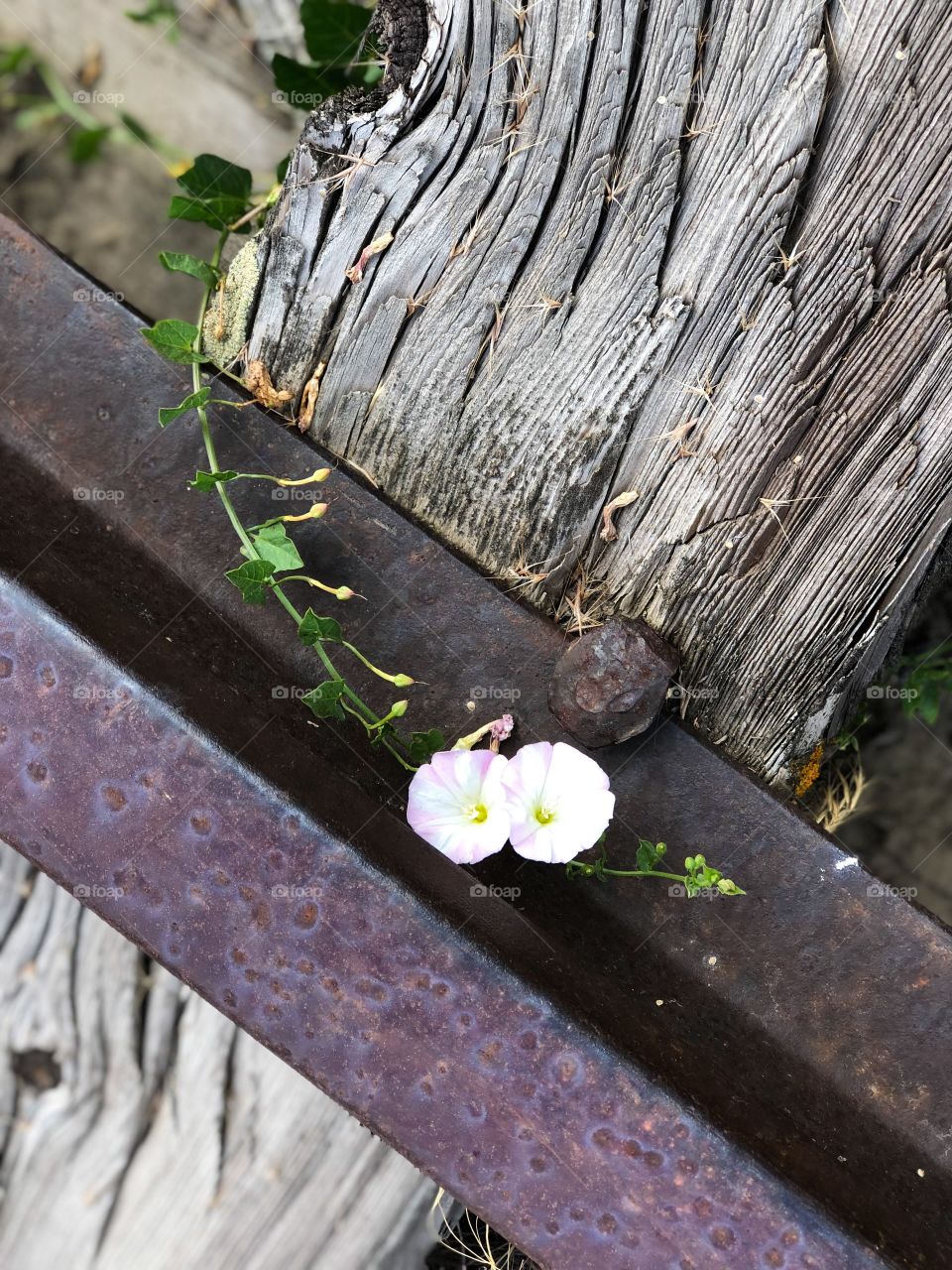 Wildflowers on old tracks