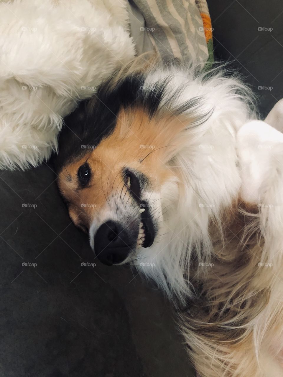 cute dog smiling for the camera