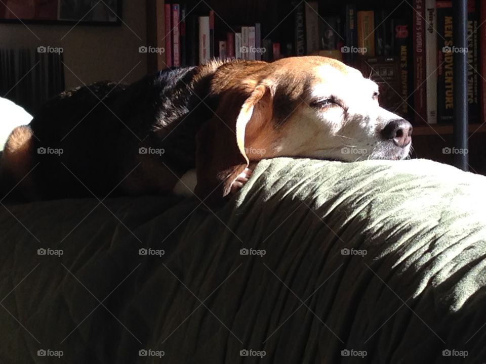 Sleeping beagle in the sun