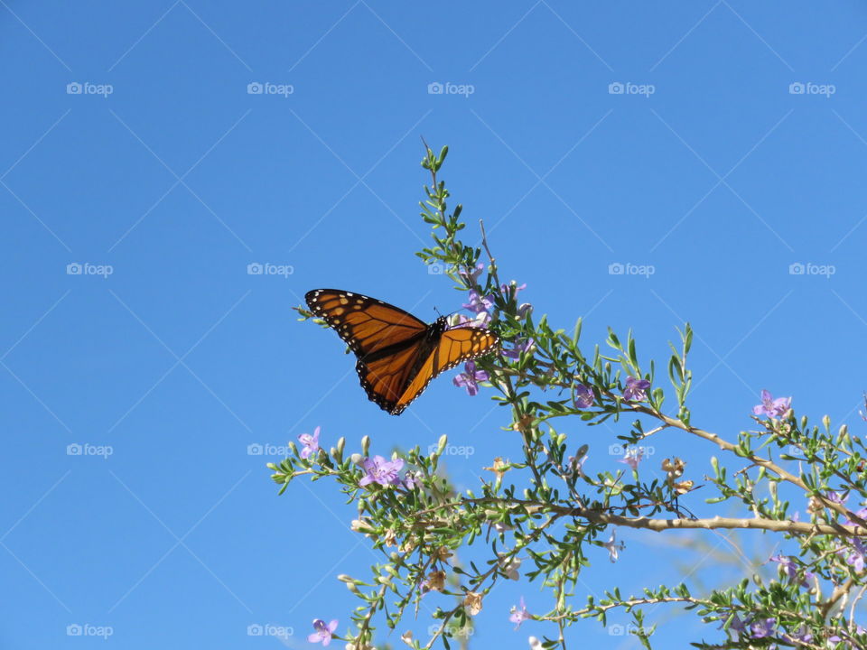 Monarch at St Marks