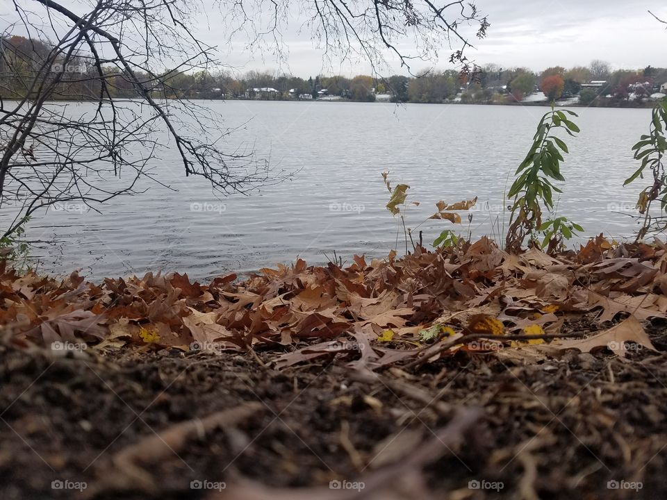 Water, Nature, Leaf, Fall, Tree