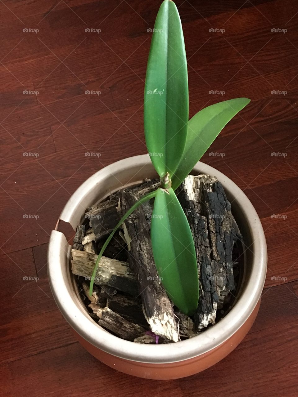 Orchid plant 