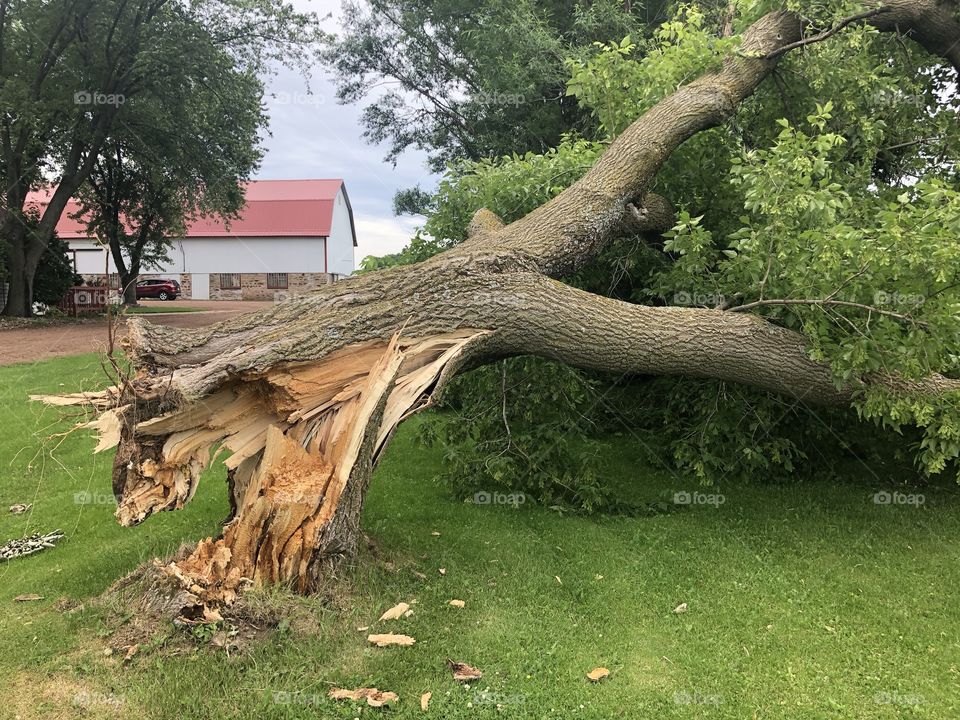Storm damaged tree on a yard