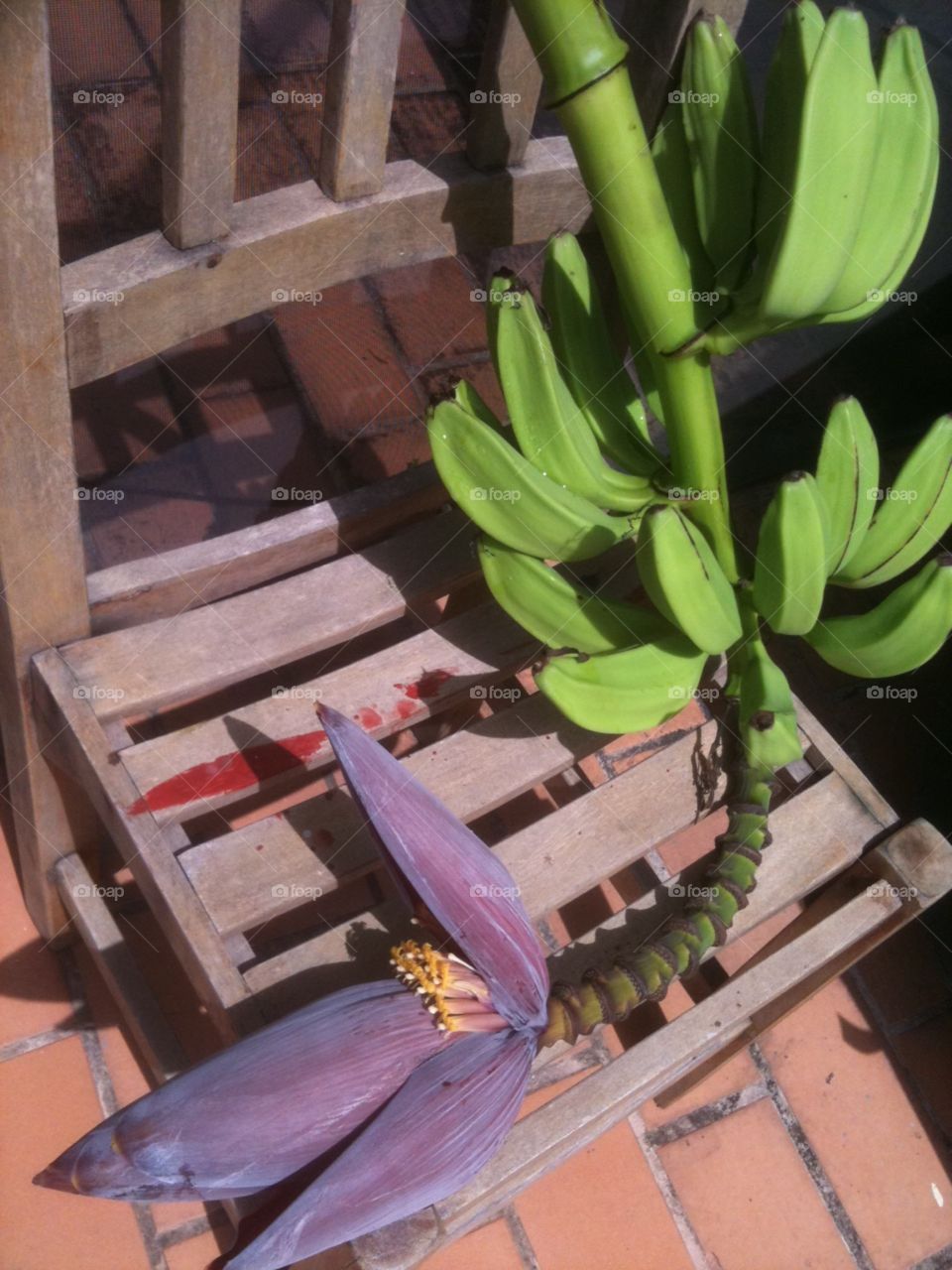 Banana stalk with purple flower on an old wooden chair. 