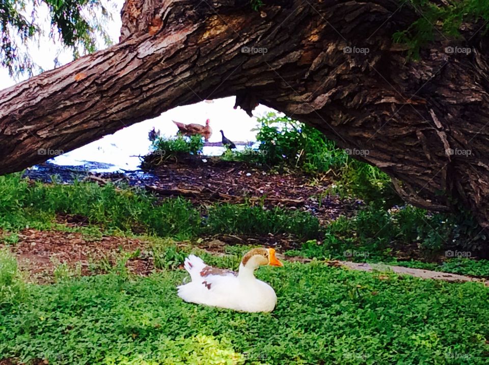 A Goose Sitting Portrait