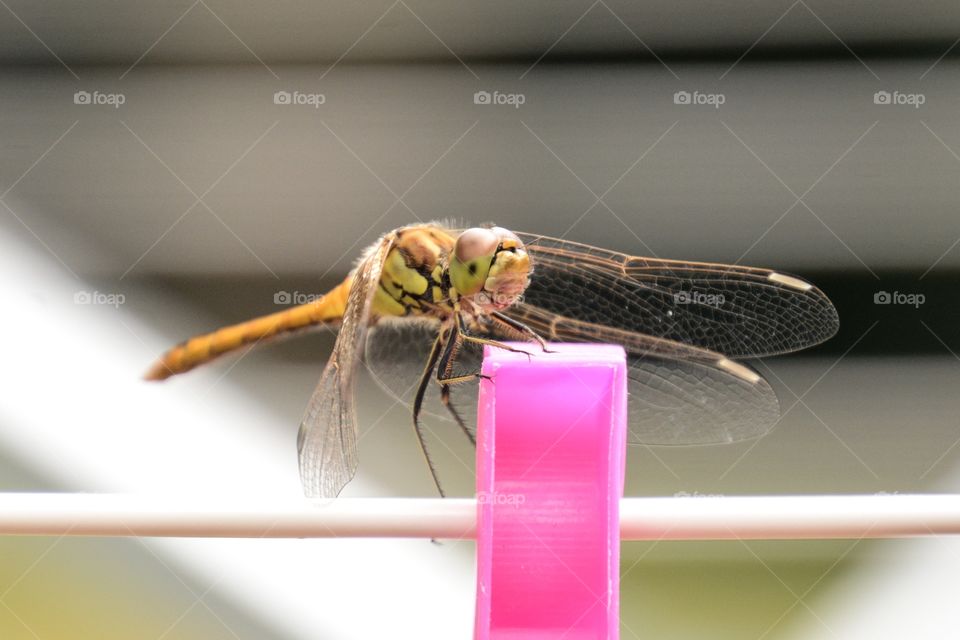 A dragonfly up close 