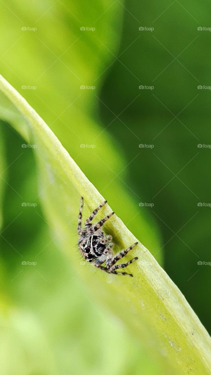 Tiny spider