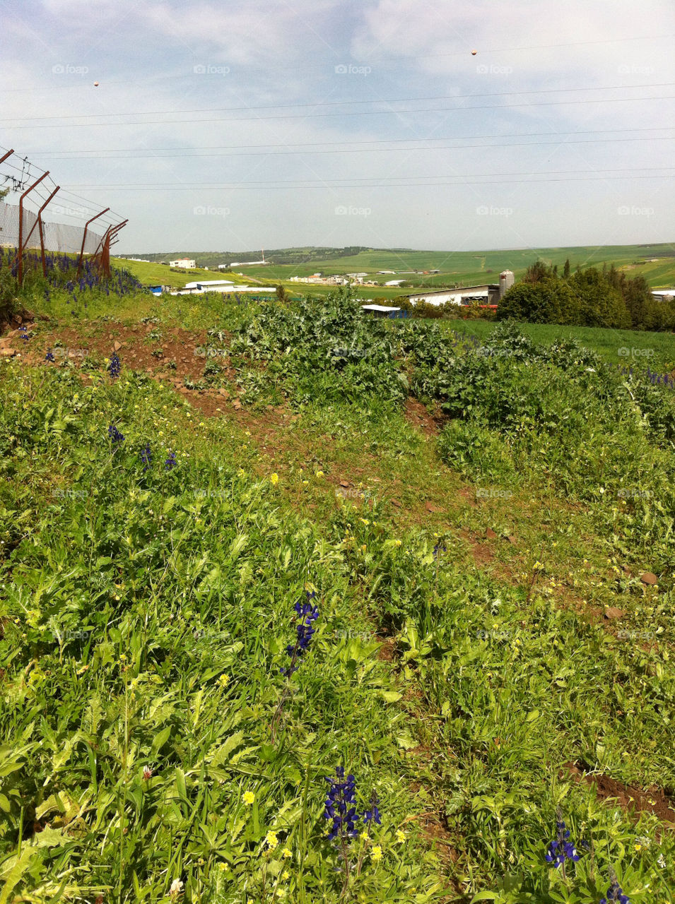 sky green flowers nature by barkai